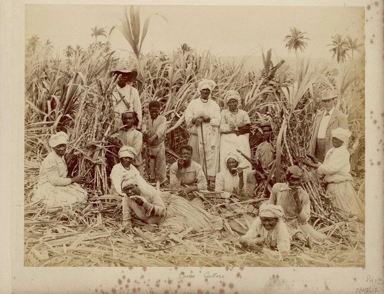 Enslaved workers cutting sugar cane on a plantation in Jamaica, showing the brutal labour system of the transatlantic slave trade