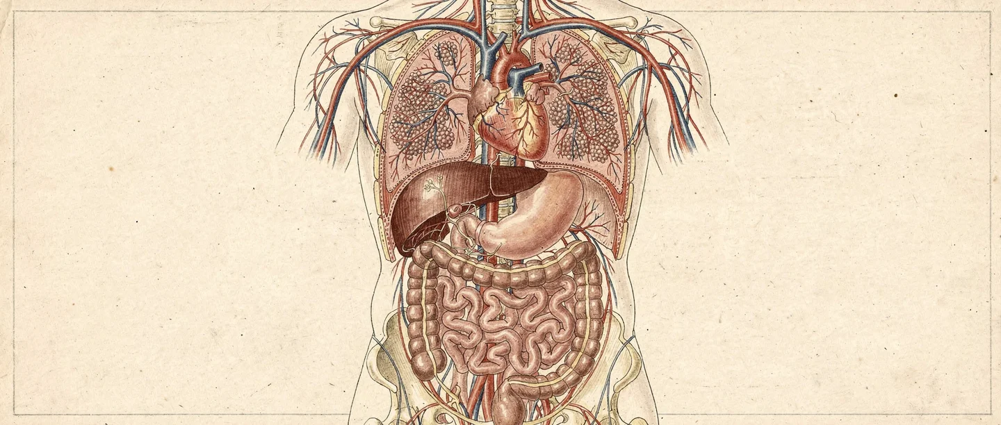 A student exploring how does the human body work using an anatomical model in a science classroom