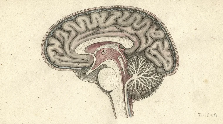 The Brain, Nerves, and Immune System