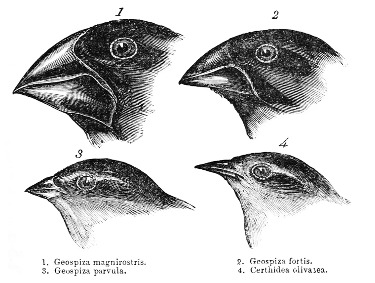 Darwin's Galapagos finches illustrated by John Gould, showing variation in beak shapes that inspired Darwin's theory of evolution