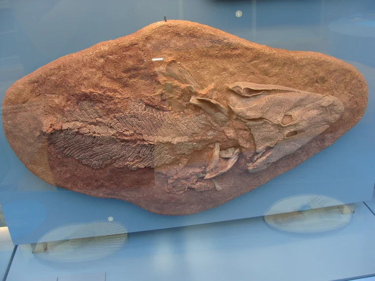 Tiktaalik roseae fossil — a 375 million year old transitional form between fish and four-limbed land animals