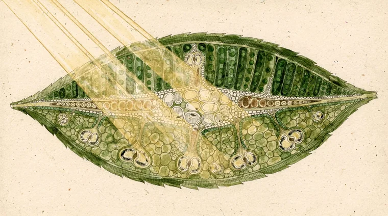 The two stages of photosynthesis