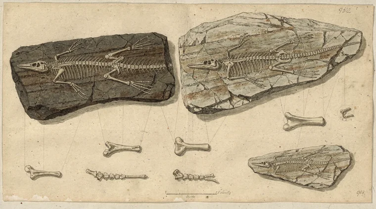 From continental drift to plate tectonics