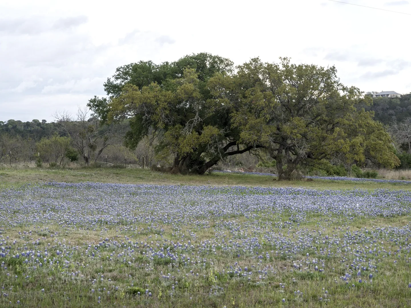 A field of bluebonnets under old oaks in the Texas Hill Country, near Burnet