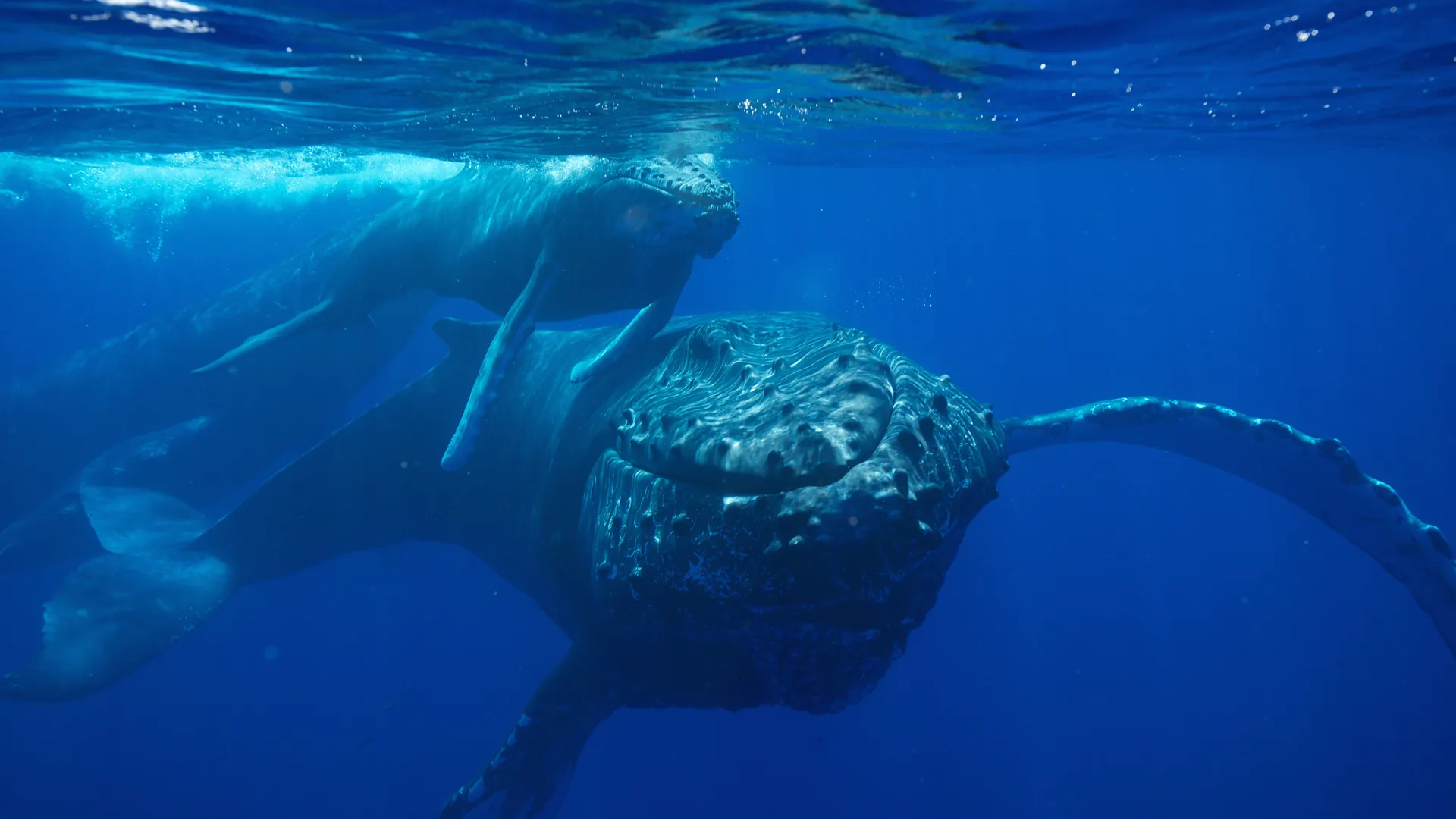 A humpback whale swimming towards the camera in blue water, her calf resting above her, the sunlit surface overhead